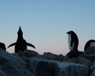 ANTARCTICA-GAMMA, OÏJHA, Première exposition officielle de la France en Antarctique, TAAF-IPEV, Terre Adélie, Antarctique, 2017-18 ©Oïjha2017